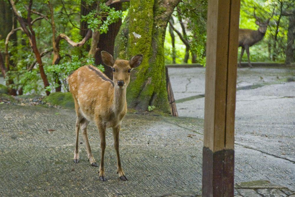 Tsukihitei Hotel Nara Bagian luar foto